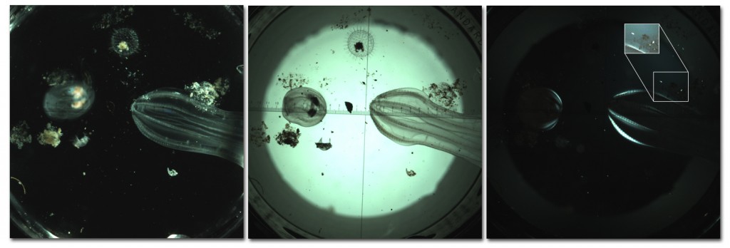 A New Kind of Carbon Explorer Rides Out the Storm - Berkeley Lab ...