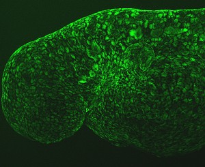 Confocal microscopy image showing glycans labeled via click chemistry with fluorescent tags that light up the boundaries of cell surfaces in a zebrafish embryo.
