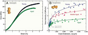 These graphs show the mechanical properties of human cortical bone a function of age for (A) strength and (B) fracture-toughness. 