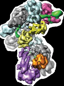  The architecture of the Cascade protein complex, a key player in the microbial immune system, resembles a seahorse, with crRNAs (green) displayed along the backbone within a helical arrangement of Cas protein subunits. 