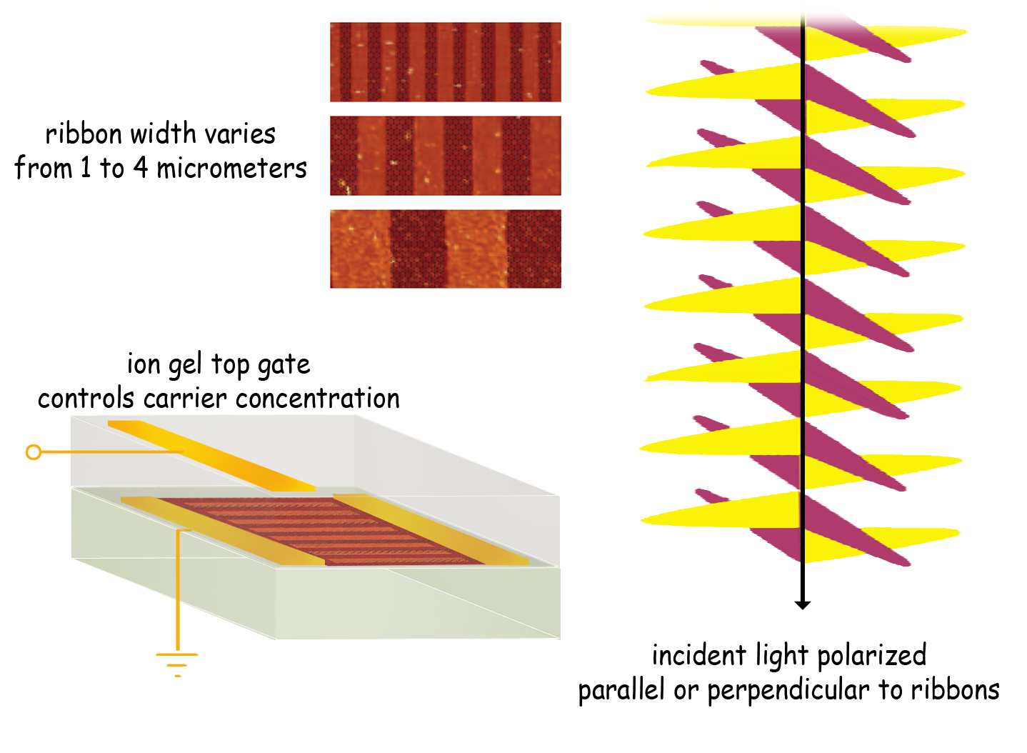 The graphene microribbon array can be tuned in three ways. Varying the width of the ribbons changes plasmon resonant frequency and absorbs corresponding frequencies of terahertz light. Plasmon response is much stronger when there is a dense concentration of charge carriers (electrons or holes), controlled by varying the top gate voltage. Finally, light polarized perpendicularly to the ribbons is strongly absorbed at the plasmon resonant frequency, while parallel polarization shows no such response. (Click on image for best resolution.) 