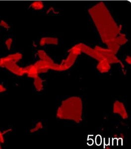 Fluorescence microscope image of nanosheets (some overlapped and folded) formed by manually shaking a vial, labeled with Nile Red dye and depositing solution on an agarose substrate. (Zuckerman, et. al)