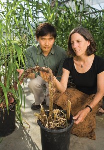 George Chuck and Sarah Hake, plant molecular geneticists at the Plant Gene Expression Center, Albany, California, introduced a variant corngrass gene into switchgrass. (Photo courtesy of USDA/ARS)