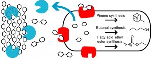 For the three fuels E. coli engineered at JBEI, cellulose and hemicellulose are hydrolyzed by cellulase and hemicellulose enzymes (blue) into oligosaccharides, which are further hydrolyzed by β-glucosidase enzymes (red) into monosaccharides that can be metabolized into biofuels via metabolic pathways.