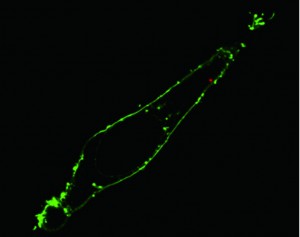 Fluorescence confocal image of a single living HeLa cell shows that via nanoendoscopy a quantum dot cluster (red dot) has been delivered to the cytoplasm within the membrane (green) of the cell. (Courtesy of Berkeley Lab)