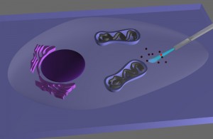 This schematic depicts the subcellular imaging of quantum dots in a living cell using a nanowire endoscope. (Courtesy of Berkeley Lab)