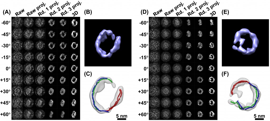 3-D images from a single particle (A) a series of images of an ApoA-1 protein particle, taken from different angles as indicated. A succession of four computer enhancements (projections) clarifies the signal.  In the right column is the 3-D image compiled from the clarified data. B) is a close-up of the reconstructed 3-D image. C) Analysis shows how the particle structure is formed by three ApoA-1 proteins (red, green, blue noodle-like models) 