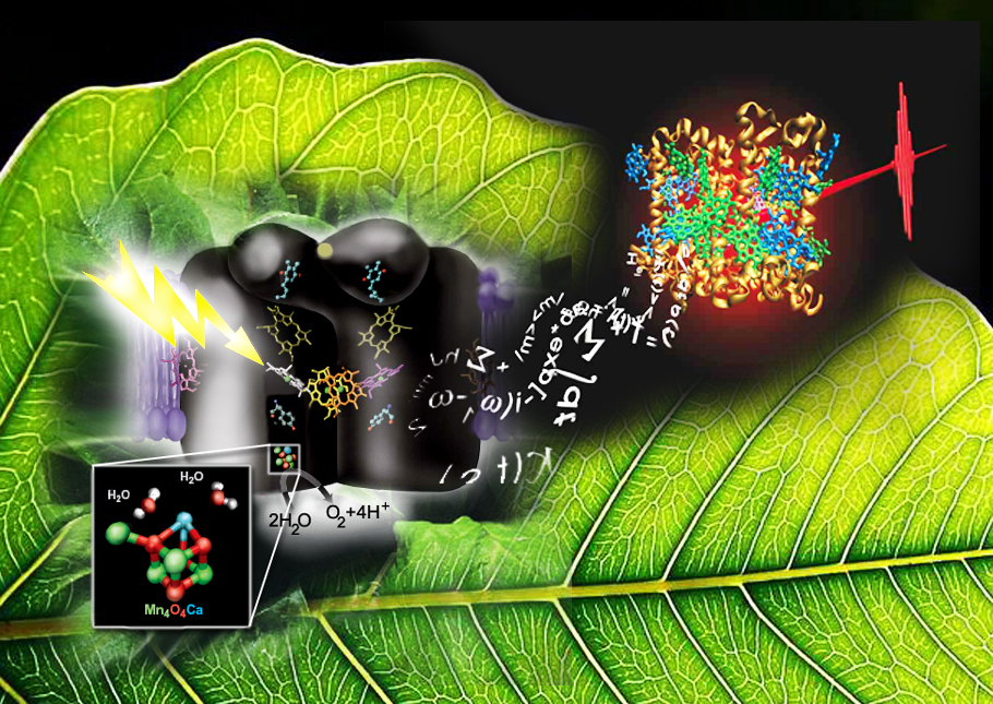 An impressionistic look at photosynthesis: at left, the oxygen-evolving complex in photosystem II (Yachandra/Yano lab); at right, supercomputers at the National Energy Research Scientific Computing Center (NERSC) simulate electronic energy transfer in photosystem II’s light harvesting complex (Graham Fleming group). 
