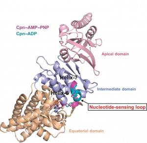 Berkeley Lab researchers at the Advanced Light Source have discovered a nucleotide-sensing loop that synchronizes conformational changes in the three domains of group II chaperonin for the proper folding of other proteins. 