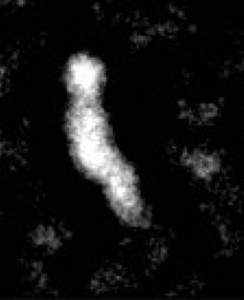 Optimized negative-staining EM of CETP shows the protein’s banana shape. (Image by Gang Ren)