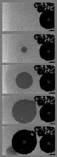 The rapid growth and evolution of the strange circles at 600˚C is caught in successive frames under an electron microscope (structures at left are already in place as the sequence begins). Underlying a thin layer of gold (mottled gray), a weak spot opens in the silicon dioxide barrier, allowing pure silicon in the substrate to react with the gold. A pool of molten eutectic quickly spreads (dark gray). Then surface tension ruptures the liquid, pulling eutectic debris aside to surround a cleared zone of silicon dioxide, now barren except for a depressed central square of gold and silicon. Time from first to last frame is just 2.8 seconds. 