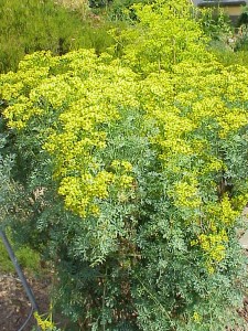 Methyl ketones were discovered more than a century ago in the aromatic evergreen rue plant. They are now uses to provide scents in essential oils and flavoring in cheese, but JBEI research shows they could also serve as advanced biofuels. (Image from Wikimedia Commons)