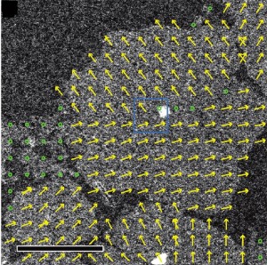 Scanning transmission electron microscopy image of an organic thin film deposited on a silicon nitride membrane. Yellow arrows indicate the lattice orientation of each crystalline domain. Green circles mark polycrystalline areas. (Image from Berkeley Lab’s Molecular Foundry)
