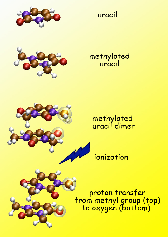 Uracil is one of the four bases of RNA (carbon atoms are brown, nitrogen purple, oxygen red, hydrogen white). Because methyl groups discourage hydrogen bonding, methylated uracil should be incapable of proton transfer. But after ionization of methylated uracil dimers, a proton moves by a different route, from one monomer to the other. 