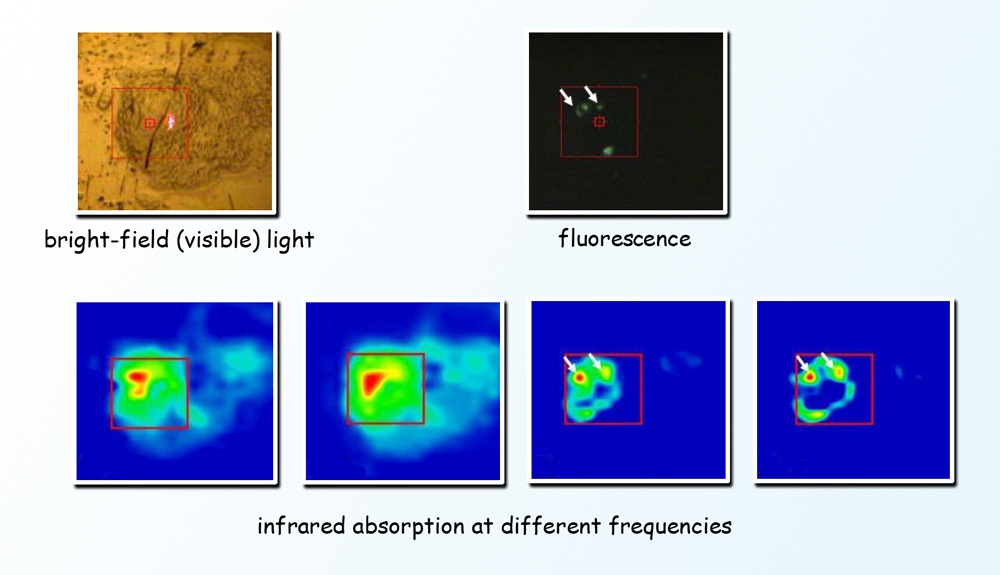 In the top panel, different modes of imaging of the same cell show the differences between visible light microscopy and fluorescence imaging, and in the lower panel, the images resulting from Fourier-transform infrared spectromicroscopy.  Infrared absorption at different frequencies pinpoints different cell components at specific locations in the living cell. (Click on image for best resolution.) 
