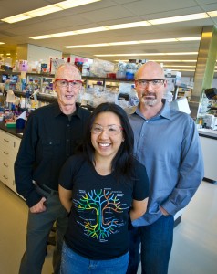 From left, Michael Thelen, Hannah Woo and Blake Simmons of the Joint BioEnergy Institute have determined how a rain forest microbe is able to survive in an ionic liquid used to  pre-treat cellulosic biomass for the production of advance biofuels. (Photo by Roy Kaltschmidt, Berkeley Lab)
