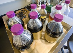 Ionic liquids are environmentally benign organic salts often used as green chemistry substitutes for volatile organic solvents. At JBEI, ionic liquids are being used to pretreat cellulosic biomass to make it more digestible for microbes. (Photo by Roy Kaltschmidt, Berkeley Lab)