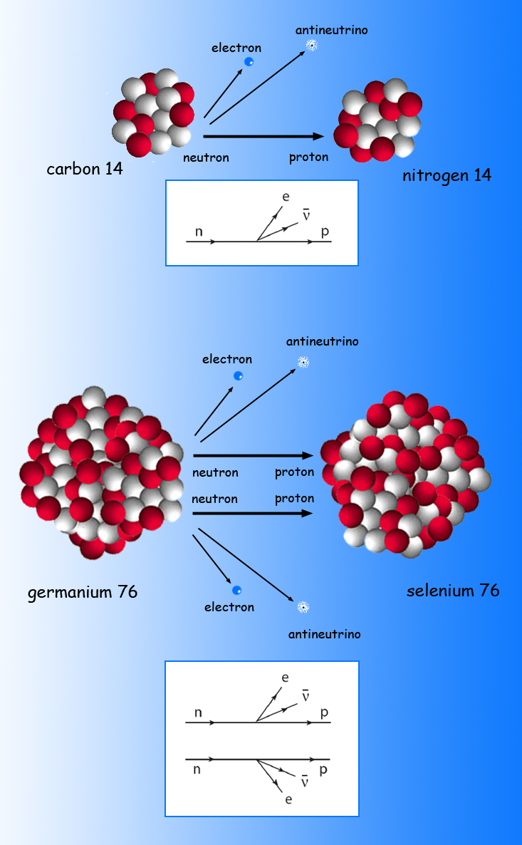 Carbon 14 decays to nitrogen 14 by emitting an electron and an antineutrino, while changing one of its neutrons to a proton and transforming the nucleus one place higher in the periodic table – a common kind of single beta decay. In a rare double-beta decay, for example when germanium 76 changes to selenium 76, two neutrons change to protons while emitting two electrons and two antineutrinos, transforming the nucleus two places higher in the periodic table. 