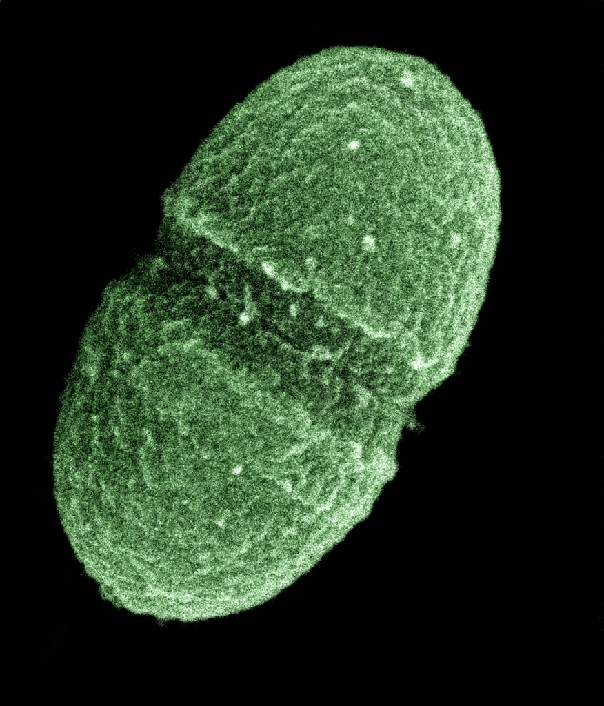 The bacterium, Enterococcus faecalis, which lives in the human gut, is just one type of microbe that will be studied as part of NIH's Human Microbiome Project. (Courtesy: United States Department of Agriculture)
