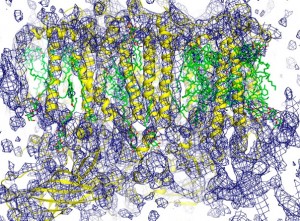 This electron density map of the manganese-calcium cluster in the photosystem II complex showed that the cluster was not dislocated by the LCLS X-ray beams before image data was acquired, proof that the probe before destroy approach is feasible for this system at the LCLS. 