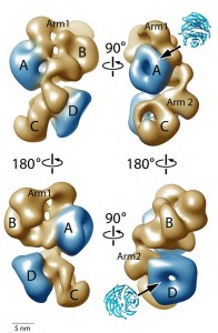 The PRC2-AEBP2 complex consists of four different lobes of about 55 Å in diameter (A, B, C, D) interconnected by two narrow arms (Arm1, Arm2). two activity-controlling elements of PRC2 are shown in blue and located at opposite ends. 