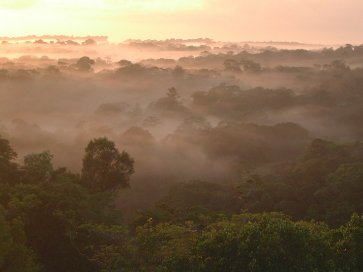 Water droplets in the morning mists of the Amazon jungle condense around aerosol particles. In turn, the aerosols condense around miniscule salt particles that are emitted by fungi and plants during the night. (Photo by Fabrice Marr, Creative Commons)   