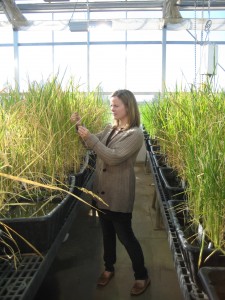 Dawn Chiniquy was part of a research team that identified XAX1 as the first enzyme known to be specific to xylan synthesis in grasses. 