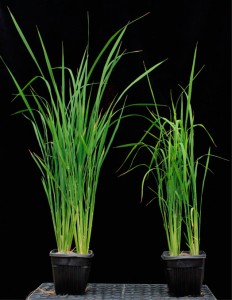 Wild type (left) and xax1 rice plants at five weeks show the dwarfed phenotype of the mutant. Xax1 may be short of stature, but it is long on potential for biofuels thanks to more extractable xylan and increased saccharification. 
