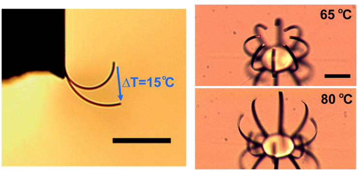 A single actuator curls and extends as the temperature is changed by 15 degrees Celsius, as shown in this micrograph. On right, a palm-like configuration of actuators all curl together, opening and closing like a tiny hand. The scale bar is 50 microns.