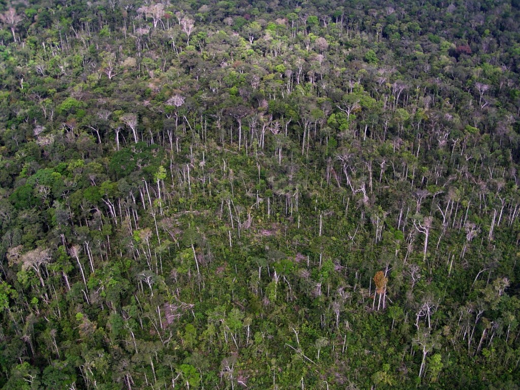 This image taken from a helicopter shows the same blowdown region a few years after the event that is imaged on the Landsat mortality map. The regrowing vegetation has covered up most of the downed trees, but some tree stems are still visible.