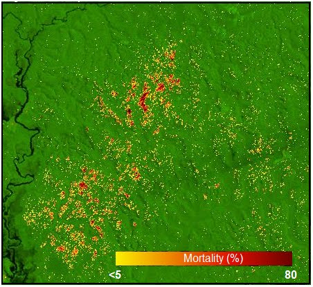 mortality map based on Landsat satellite images