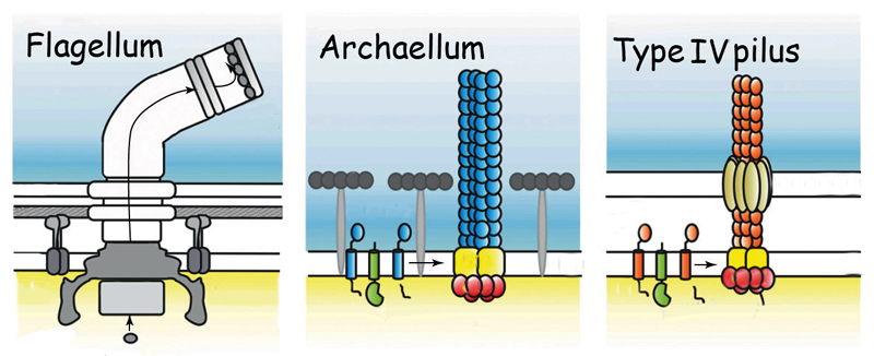 The motile structures in Bacteria and Archaea: the archaellum (center) functions like a bacterial flagellum but its structure resembles a bacterial Type IV pilus. 