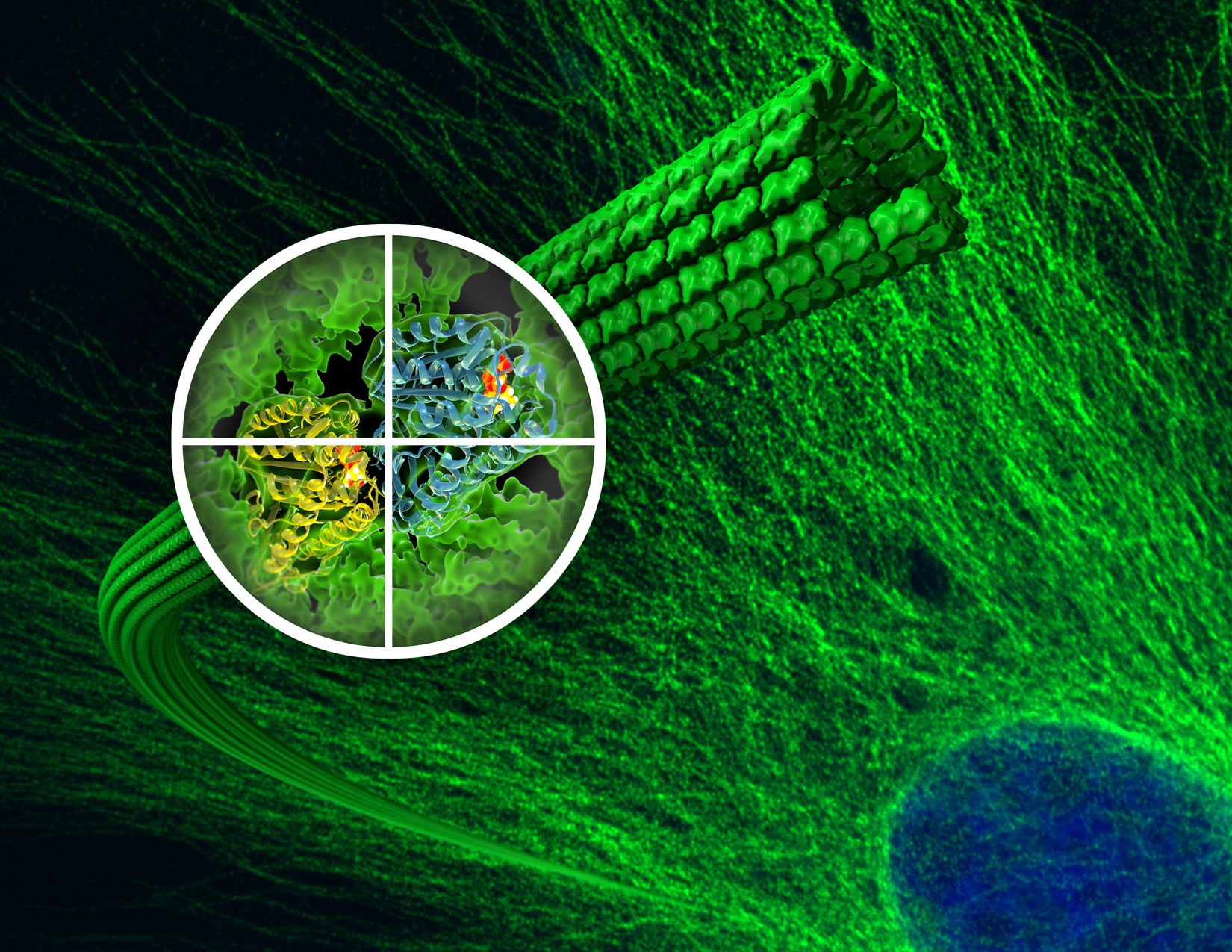 New Details On Microtubules And How The Anti Cancer Drug Taxol Works 