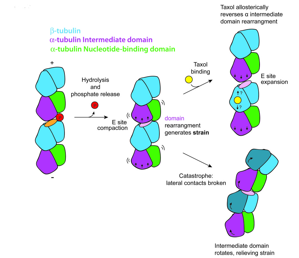 New Details On Microtubules And How The Anti-Cancer Drug Taxol Works ...