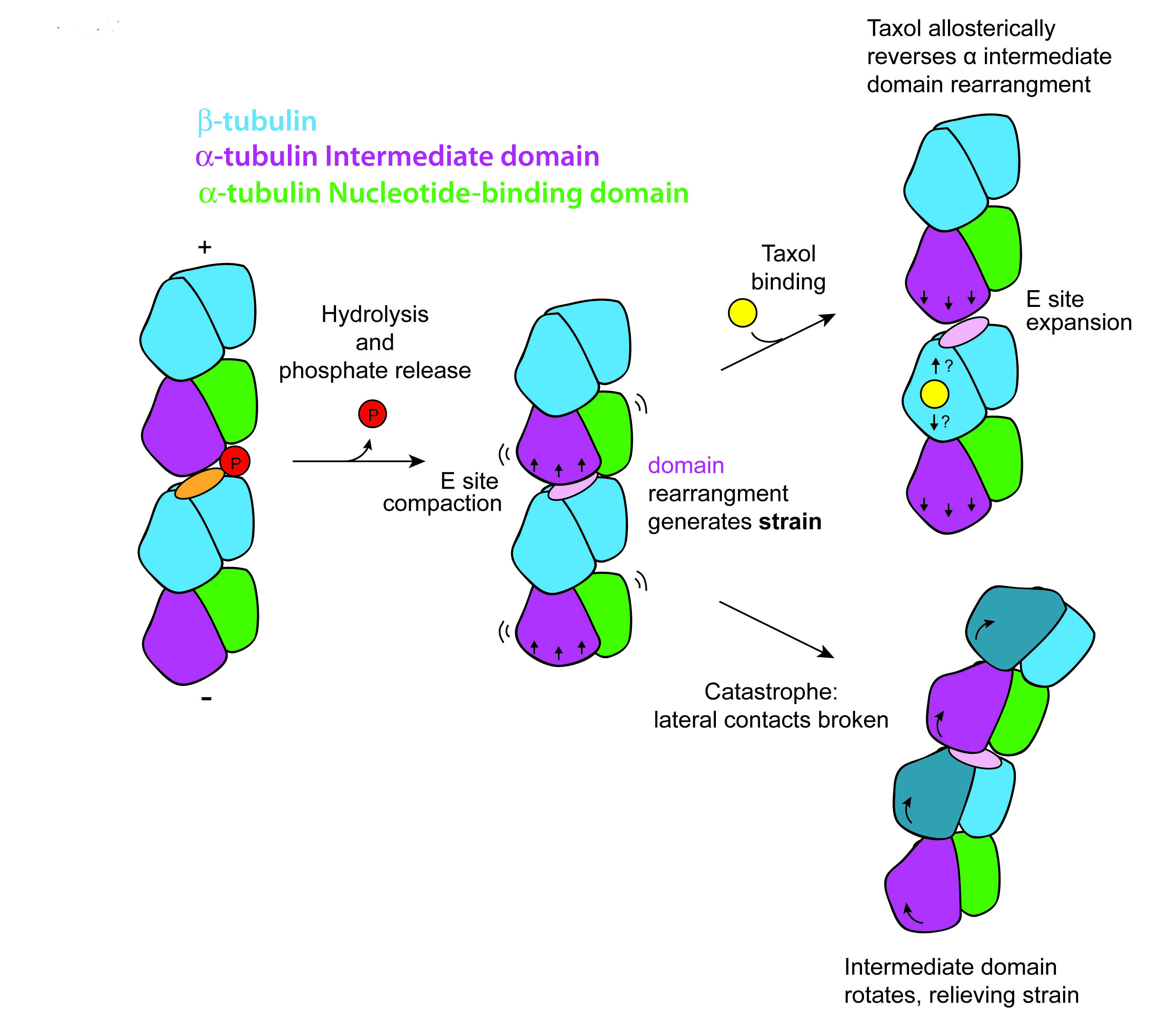 New Details on Microtubules and How the AntiCancer Drug Taxol Works