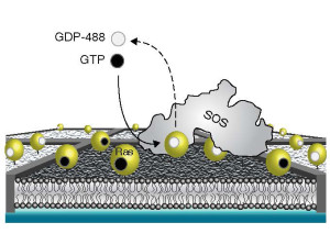 In this supported membrane array experimental setup, nanofabricated chromium metal lines (10 nm high and 100 nm wide) partition a supported bilayer into micrometer-scale corrals that trap Ras proteins activated by SOS molecules. 