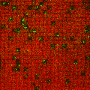  This gif of membrane-anchored Ras (red) and individual SOS molecules (green) shows individual SOS molecules corralled into  nanofabricated patches where all the membrane-associated Ras molecules they activate can be trapped. 