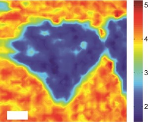 Photoluminescence mapping of a MoS2/WS2  heterostructure  with the color scale representing photoluminescence intensity shows strong quenching of the MoS2 photoluminescence. (Image courtesy of Feng Wang group)