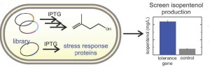 The overexpression of E. coli genes displaying tolerance to  isopentenol increased production of this leading biogasoline candidate in a production strain of the microbes. 