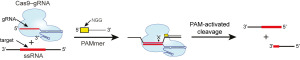 Schematic shows how RNA-guided Cas9 working with PAMmer can  target ssRNA for programmable, sequence-specific cleavage.  