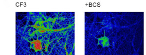 Two-photon imaging of CF3 in cultured dissociated hippocampal neurons shows how the addition of the BCS chelator shrinks the presence of labile copper pools. 