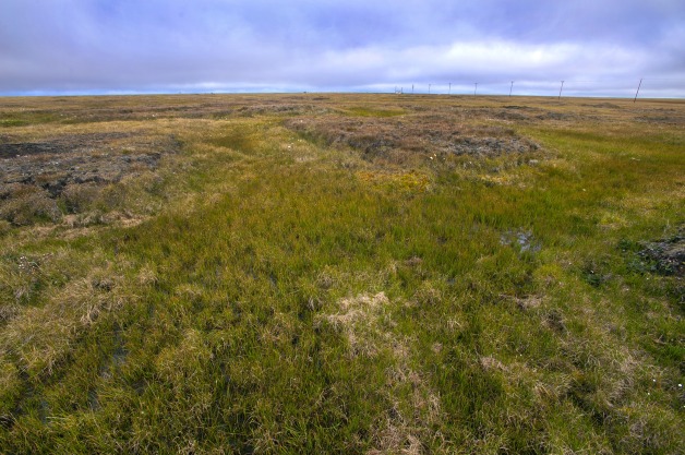 The soil above the Arctic Circle near Barrow, Alaska contains a tremendous amount of carbon. New research may help scientists better predict how much of this carbon will be released as the climate warms. 