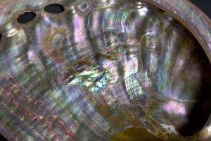 Scientists can learn a lot from natural material such as mother of pearl, or nacre, which have solved the conundrum of strength versus toughness. (Photo by Roy Kaltschmidt) 