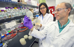 The research of Harry Beller (foreground) and Ee-Been Goh of the Joint BioEnergy Institute is boosting the production of methyl ketones by engineered strains of E.coli. (Photo by Roy Kaltschmidt, Berkeley Lab) 