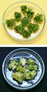 In vitro cultures at the Institute of Cell Biology and Genetic Engineering, in Kiev, Ukraine showed enough biodiversity to serve as a faster, cheaper and more stable alternative to intact plants for natural product screening. 