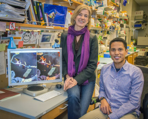 Jennifer Doudna and James Nuñez led a study that revealed how bacteria “steal” genetic information from foreign invaders for use in their own immunological memory system. (Photo by Roy Kaltschmidt)