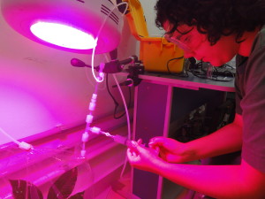 NGEE-Tropics will link model development with field research. In Manaus, Brazil, Andrea Teixeira of the National Institute for Amazonian Research works on a photosynthesis labeling experiment under a LED grow light. Photo credit: Jeff Chambers 