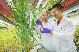 Benjamin Schwessinger (left) and Jeemeng Lao of the Joint BioEnergy Institute led a study in which proteomics were used to identify 1,750 unique proteins in shoots of switchgrass. (Photo by Roy Kaltschmidt)