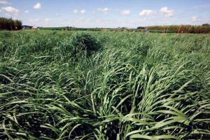 Switchgrass is a North American native prairie grass widely viewed as one of the most promising of all the biofuel crop candidates. (Photo courtesy of GLBRC)