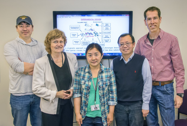From left, Berkeley Lab's Alvin Lo, Eleanor Blakely, Yurong Huang, Jian-Hua Mao, and Antoine M Snijders are part of a team of scientists that learned new clues about the risk of cancer from low-dose radiation.